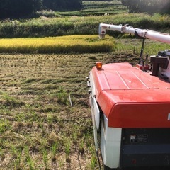 令和7年　新米なつほのか3kg 精米済み の画像