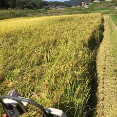 令和7年　新米なつほのか3kg 精米済み の画像