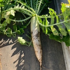 無農薬！❣️青首大根の画像