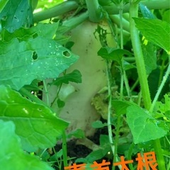 無農薬！❣️青首大根の画像