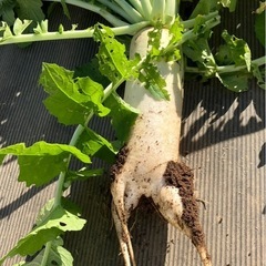 無農薬！❣️青首大根の画像