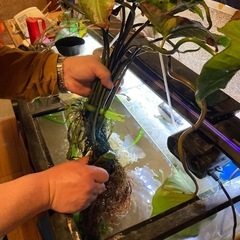 アヌビアス・ハスティフォリア(水上葉)1株の画像