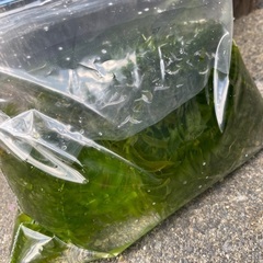 アナカリスの画像