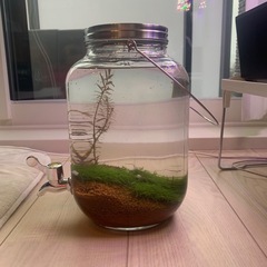 ウォータージャグ　水草水槽の画像