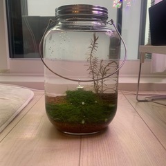 ウォータージャグ　水草水槽の画像