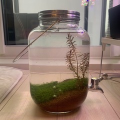 ウォータージャグ　水草水槽の画像