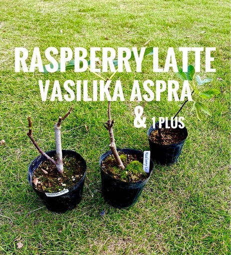 極レア！イチジク苗！２セット＋１苗！　2年生　常総市