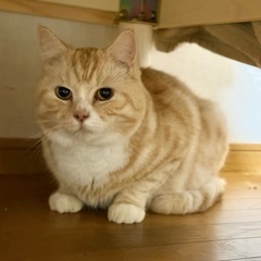 クリームさんハチワレ男の子☆