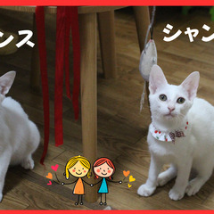 真っ白な姉妹シャンプー＆リンス