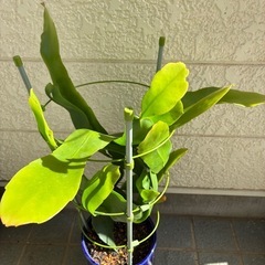 月下美人の画像