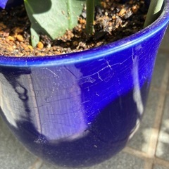 月下美人の画像