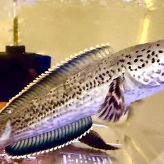 チャンナリムバータ　ダルメシアン　15cm+の画像