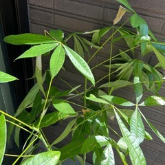 パキラ　観葉植物の画像