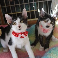 段ボールに遺棄されたマリリン＆モンロー姉妹