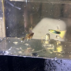 グッピーの画像