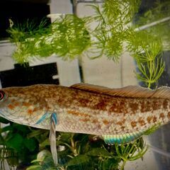 【値下げ】ニューレインボースネークヘッド　11cm+の画像