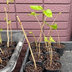 ブラックベリー挿し木の画像