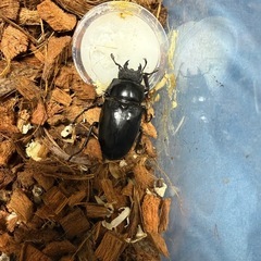 ❶格安特価　ケイスケギラファノコギリクワガタ　大型血統　♂♀ペア　※即ブリ可能の画像