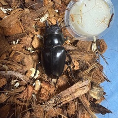 ❷格安特価　ケイスケ ギラファノコギリクワガタ　大型血統　♂♀ペア　※即ブリ可能の画像