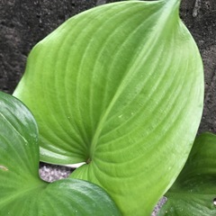 スパイダーリリーの画像