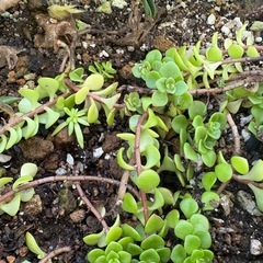 マルバマンネンソウの画像