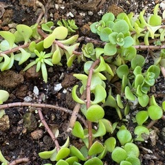 マルバマンネンソウの画像