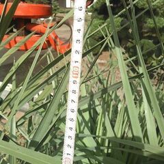 ココスヤシ幹経23センチの画像