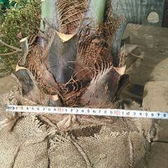 ココスヤシ幹経23センチの画像