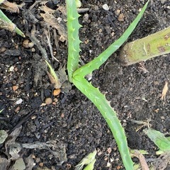 キダチアロエの画像