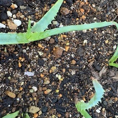 キダチアロエの画像