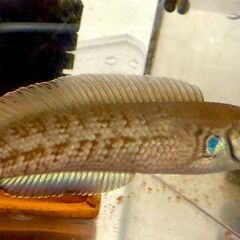 【値下げ】ニューレインボースネークヘッド　11cm+の画像