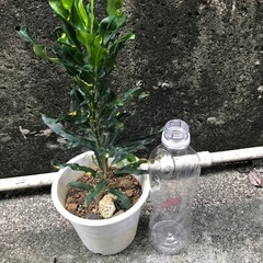 クロトン
の画像