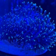 ヘアリーディスクの画像