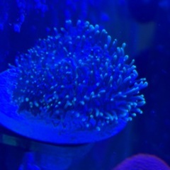 ヘアリーディスクの画像