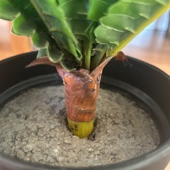 フェイクグリーン　2つセットの画像