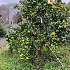 ちょっと酸っぱい みかん 1028の画像