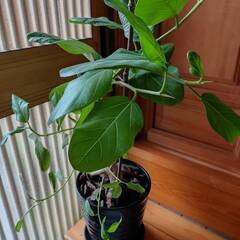 フィカス大株の画像