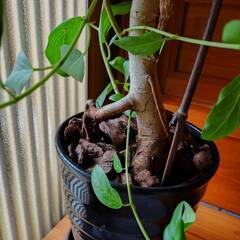 フィカス大株の画像