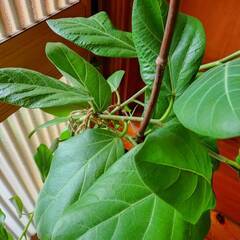 フィカス大株の画像