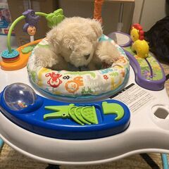 子供用ジャンパルーの画像