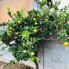 みかん　差し上げますの画像