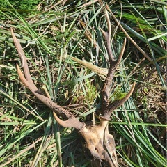 日本鹿の角　インテリアの画像