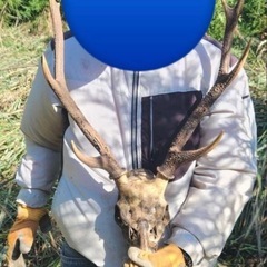 日本鹿の角　インテリアの画像