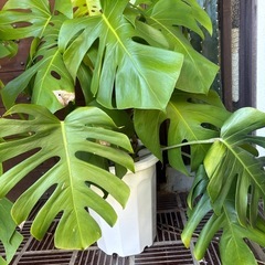 モンステラの画像