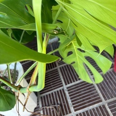 モンステラの画像