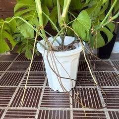 モンステラの画像