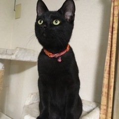生後5ヶ月位の黒い子猫の里親さんを募集します