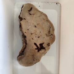 サルノコシカケ 猿の腰掛け 硯屏 オブジェ 置物 レトロ 霊芝 漢方 書道具の画像