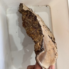 サルノコシカケ 猿の腰掛け 硯屏 オブジェ 置物 レトロ 霊芝 漢方 書道具の画像