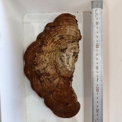 サルノコシカケ 猿の腰掛け 硯屏 オブジェ 置物 レトロ 霊芝 漢方 書道具の画像